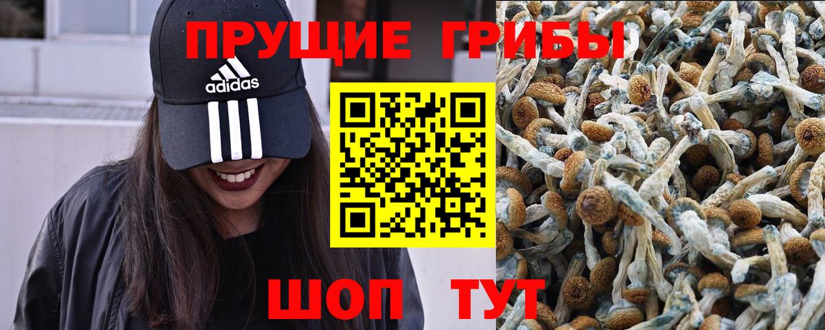 Галлюциногенные грибы Psilocybine cubensis  Галлюциногенные грибы Cubensis  Вход с VPN  Искитим 